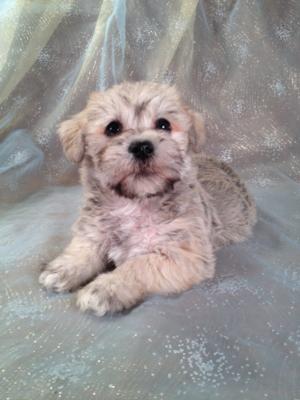 Male schnoodle Puppy for sale #21 Born December 5th 2013. Breeders in California and New Hampshire who would like to breed 2nd generations are welcome!